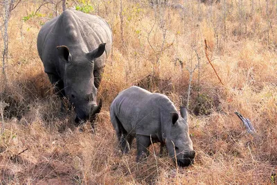 В мире остались только два последних белых северных носорога, Наджи и Фату,  обе самки | Пикабу