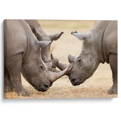 Купить голову носорога под заказ: 1 690 000 руб, цена в Екатеринбурге -  интернет-магазин Дикоед
