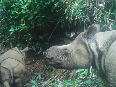 Детеныш белого носорога покоряет открытый вольер