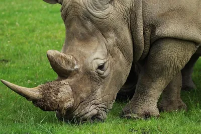 В ЮАР вылечили и вернули в дикую природу носорога, которому браконьеры  отрубили рога: Новости ➕1, 25.01.2022