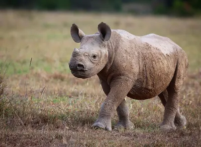 Шерстистый носорог. Подробное описание экспоната, аудиогид, интересные  факты. Официальный сайт Artefact