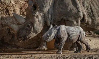 Мы все сегодня плохо спали.“ Не стало ли недавнее решение зоопарка  фатальным для носорога Кигомы? - Delfi RUS