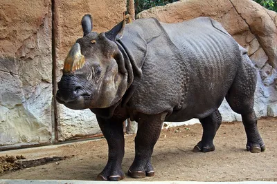 Фото носорога · Бесплатные стоковые фото
