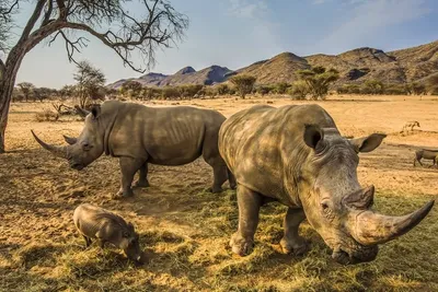 В Честерском зоопарке родился редкий черный носорог - Pets