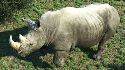 Агрессивный носорог арт - 66 фото
