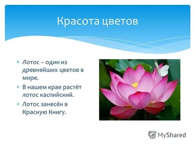 Токсичная красота: шесть комнатных растений, которые могут быть опасны для  домашних животных. Читайте на UKR.NET