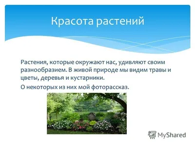 Фоторассказ «Красота растений». 2 класс - online presentation