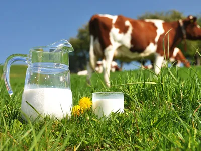 О пользе молока и молочной промышленности — Белрынок