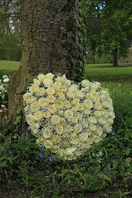 цветы симпатии в форме сердца Фото Фон И картинка для бесплатной загрузки -  Pngtree