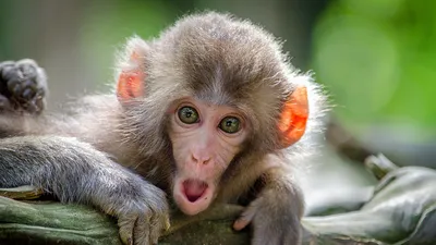 обезьяна в священном лесу обезьян Фото Фон И картинка для бесплатной  загрузки - Pngtree