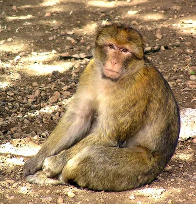 обезьяна — Викисловарь