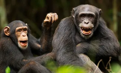В Индии трое мужчин и обезьяны образовали преступную группировку -  14.04.2021, Sputnik Узбекистан