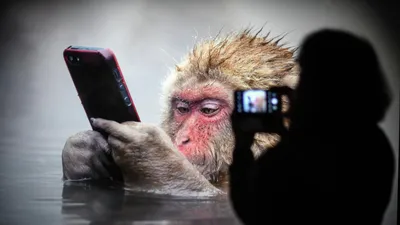 Китайцы вывели светящихся ГМО-обезьян (фото) – K-News
