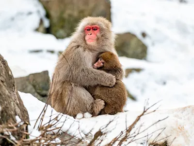 Без подкормки туристами обезьяны устраивают набеги на дома | Пикабу