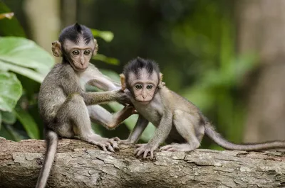 Цветная фотография 2 обезьян, сидя на дереве в зоопарке Стоковое  Изображение - изображение насчитывающей алеаторный, обезьяны: 193909031