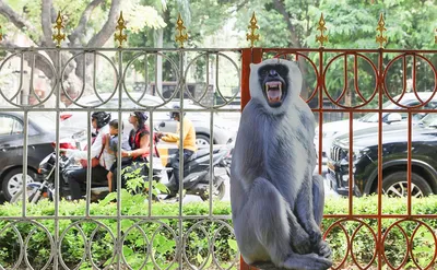 Из-за кризиса Шри-Ланка решила продать 100 тыс. редких обезьян Китаю | ИА  Красная Весна