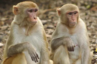 Болеют ли обезьяны СПИДом | Вокруг Света