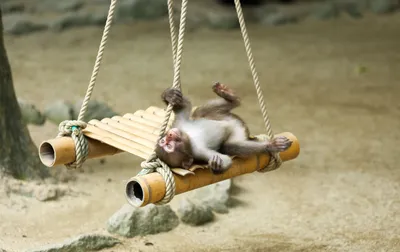 Пять обезьян съежились на улице днем · Бесплатные стоковые фото