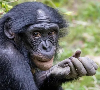 Бонобо – самые умные обезьяны на планете | Записки Филина | Дзен