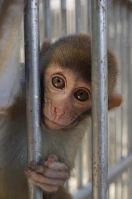 В США возник дефицит лабораторных обезьян для испытания вакцин от COVID -  Российская газета
