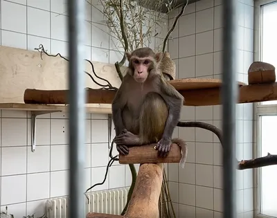 Видео: завершены съемки фильма \"Планета обезьян: Королевство\" - Российская  газета