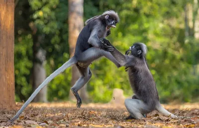 У человекоподобных обезьян нашли уникальную особенность