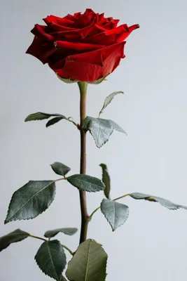 Пин от пользователя Нина на доске Минимализм | Розы, Красные розы, Красная  роза