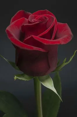 Одна Розовая Роза Стоковые Фотографии | FreeImages