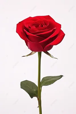 Одна роза пинка стоковое фото. изображение насчитывающей флора - 34924722