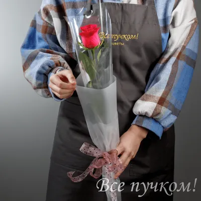 одна роза красного цвета одиночная Стоковое Фото - изображение  насчитывающей цветки, подарок: 12692388