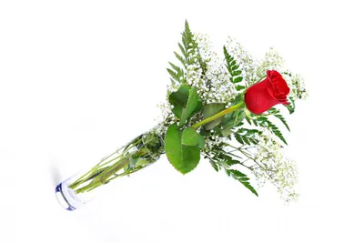 Одна роза стоковое изображение. изображение насчитывающей лепесток -  202612343