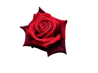Одна роза очень пушистая белая, …» — создано в Шедевруме