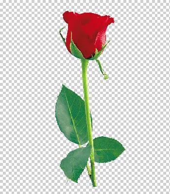 Заказать 51 одна роза FL-68 купить - хорошая цена на 51 одна роза с  доставкой - FLORAN.com.ua