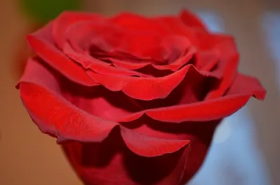 Купить Одна роза из шерстяной ткани, роза, свадебная цветочная композиция,  фотостудия, съемка дома, мягкое украшение для гостиной, роза | Joom