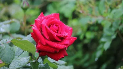 Роза Одна Капли Крупный - Бесплатное фото на Pixabay - Pixabay