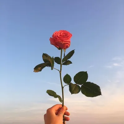 Одна роза | Стихи о любви, жизни и природе | Дзен