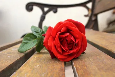 Красная Роза — стоковые фотографии и другие картинки Одна роза - Одна роза,  Роза, Белый фон - iStock