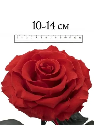 Букет №014 из 101 розы - Цветочная лавка «Blooming Garden»