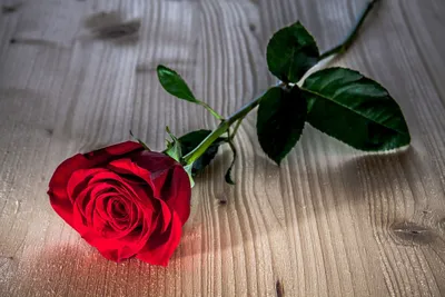 Одна роза может быть моим садом...» | Instagram