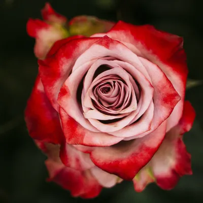 Одна красная роза - 57 фото