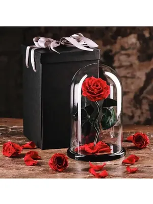 Нежно - розовая роза купить по цене 250 рублей в Хабаровске — интернет  магазин Shop Flower.