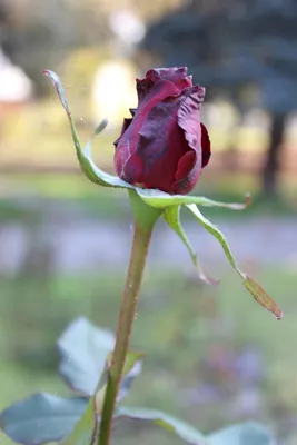 🌹Сто одна роза — это способ выражения любви и желания быть всегда вместе.  Это нестареющая классика — многие мечтают получить.. | ВКонтакте