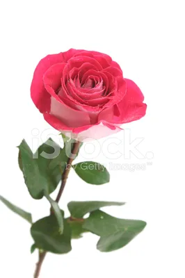 Цветные розы Букет \"Одна роза 50-60 см в оформлении\" - цена 585 руб.