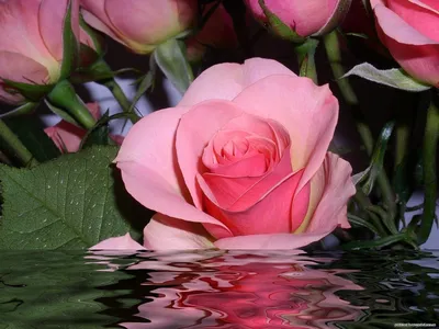 Одна роза алой краски стоковое фото. изображение насчитывающей цветок -  47661162