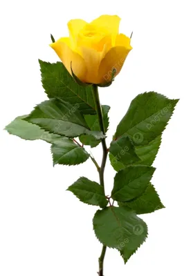 Одна роза в подарок: значение, тайный смысл, как и кому дарить |  megacvet24.ru
