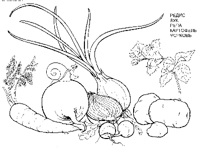 Речевая полянка\": \"Овощи\" (4-5 лет)