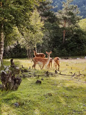 красный олень ревет в лесу, крупный план оленя, зевающего перед оленями  крекерами, Нара Парк Hd фотография фото фон картинки и Фото для бесплатной  загрузки