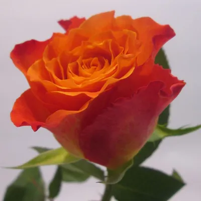 Букет из кустовых оранжевых роз в шляпной коробке недорого в Кирове