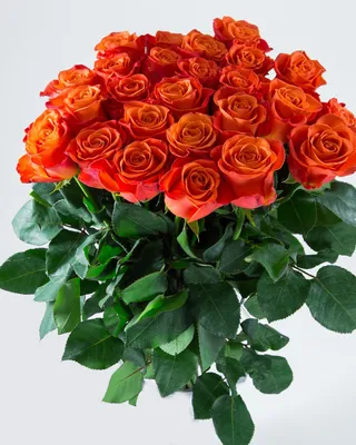 Купить 23 оранжевых розы