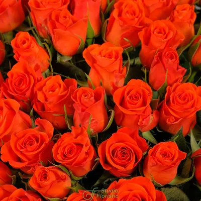Сорта роз насыщенных оранжевых, медных, оранжево-розовых тонов.
